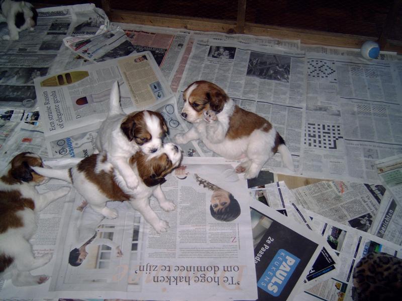 Puppies